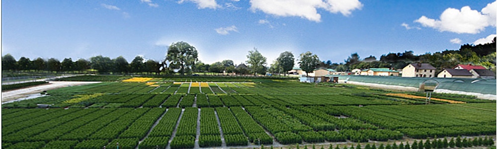szkółka krzewów